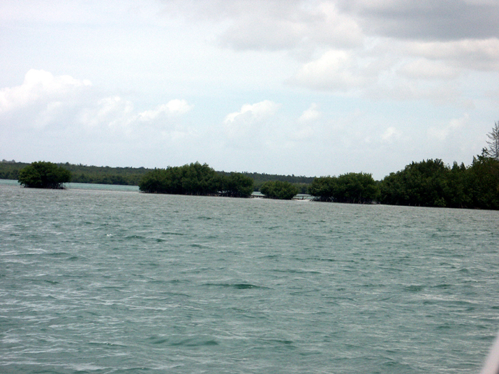 25 - Mangrove 044.jpg - DCF 1.0